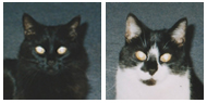 Ebony & Lucy