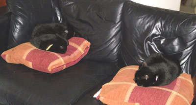 Zoe & Flo