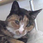 Tilly