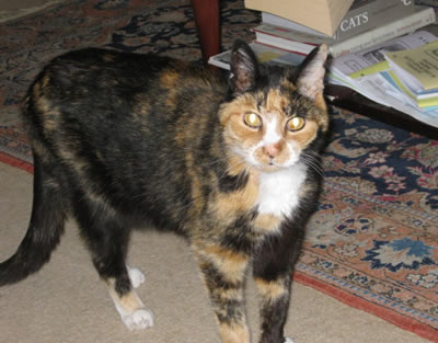 Tilly