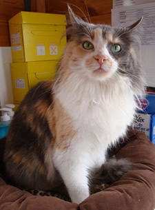 Kiki