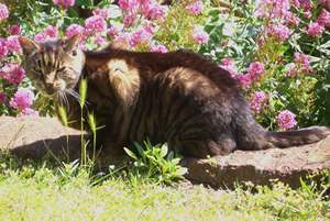 Flyn in the garden