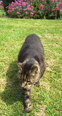 Flyn prowling his garden