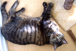 Flyn playing