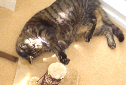 Flyn playing
