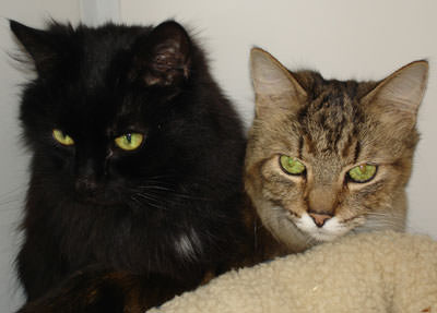 Poppy & Fudge