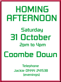 Homing Afternoon