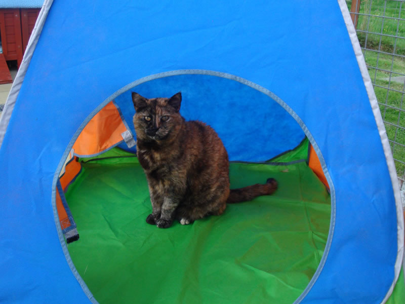 Open Day 2011