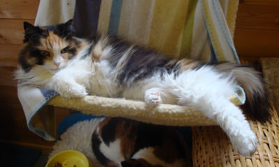 Holly