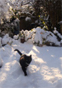 Pack 14 - Benjamin in the Snow
