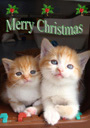 Pack 15 - Tigger's Kittens