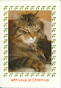 Pack 3 - Kia & Kitten