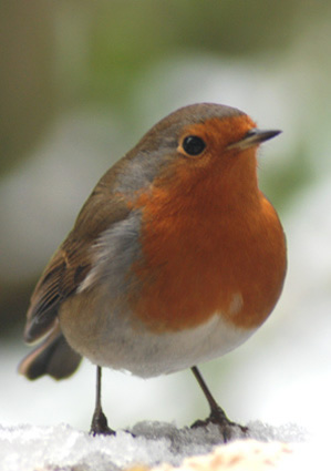 Pack 20 - Robin in the Garden