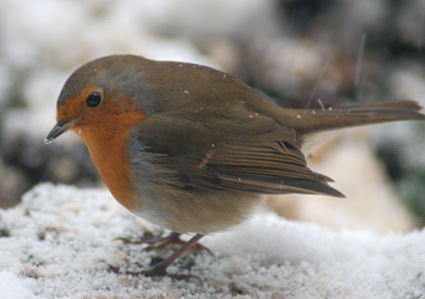 Pack 20 - Robin in the Garden