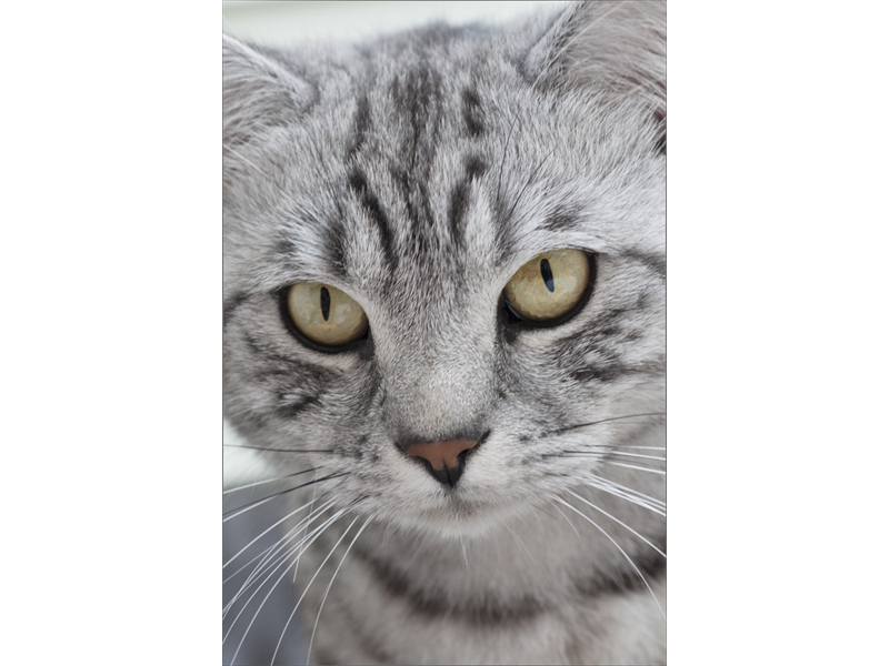 Alfie
