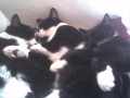 Jess and her 2 boys, Felix and Bob