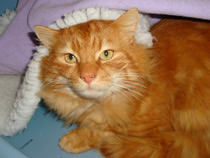 Marmalade