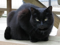 Head Cat 9