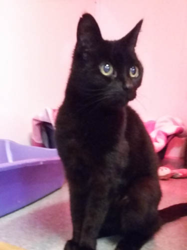 Josie