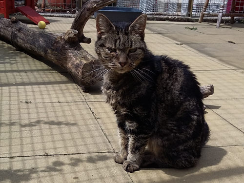 Tigie