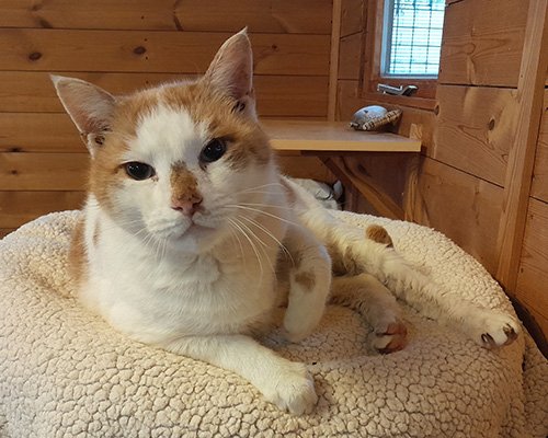 Niko - a resident cat