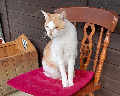 Niko - a resident cat