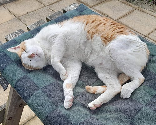 Niko - a resident cat