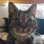 Tigie